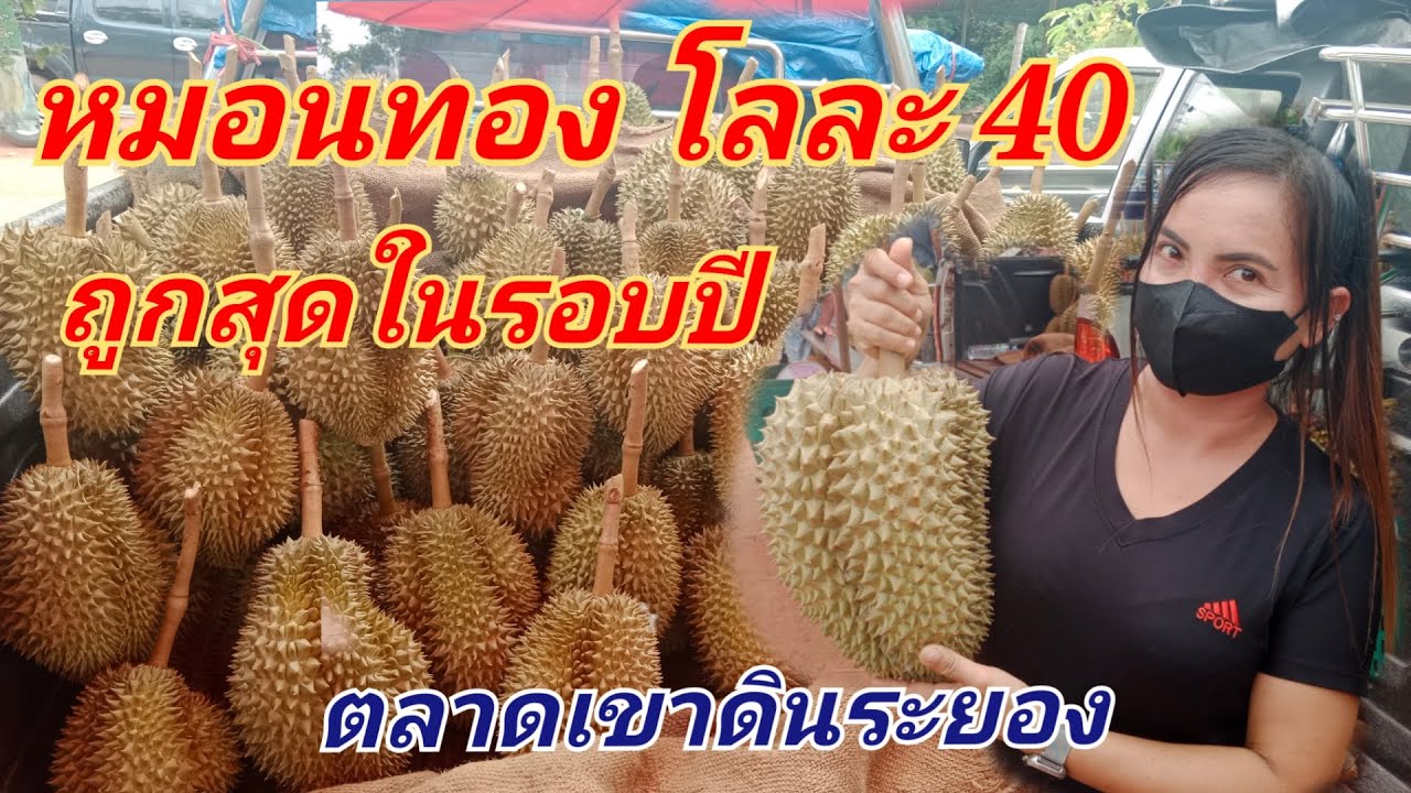 ขาลงทุเรียนไทย !!! อัพเดทราคาส่งทุเรียนหมอนทอง ตลาดเขาดิน ระยอง ล่าสุด ถูกเหลือเชื่อ