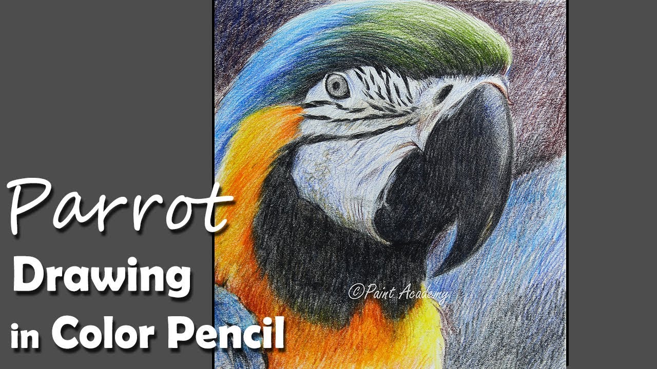 How to Draw A Realistic Parrot Face in Colored Pencil