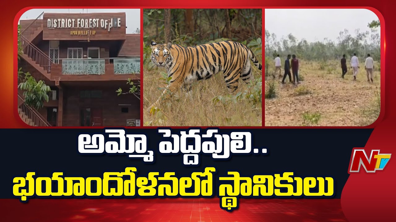 Nellore: Tiger Spotted At Udayagiri Forest, Villagers Scared | NTV Telugu