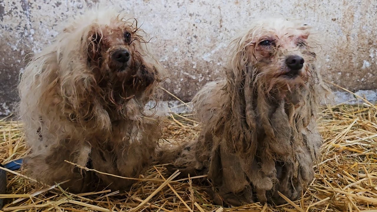 THE WORST DOG CONDITIONS IN 2025
