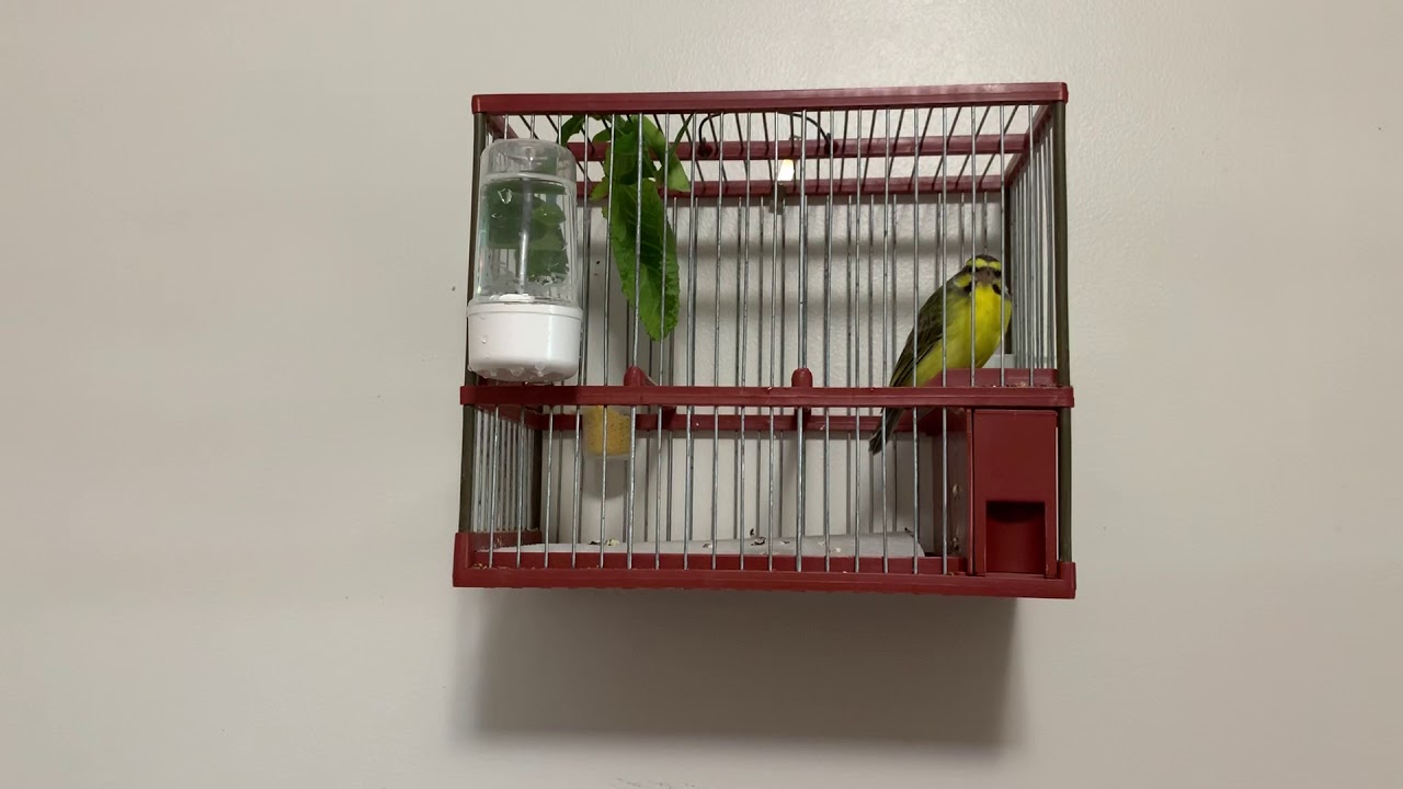 Red Siskin and Green singer