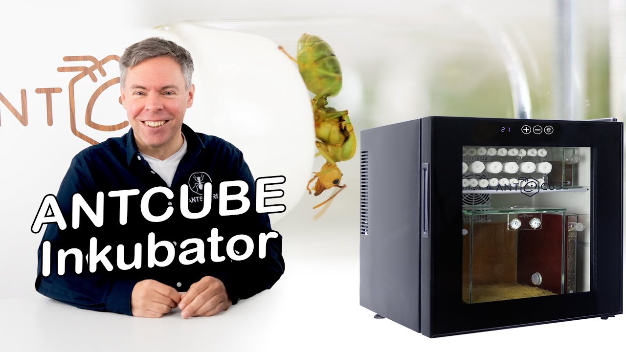 ANTCUBE Inkubator II - mit vielen neuen Verbesserungen