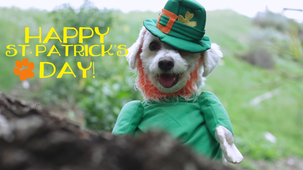 A Leprechaun Dog's St. Patrick's Day Adventure