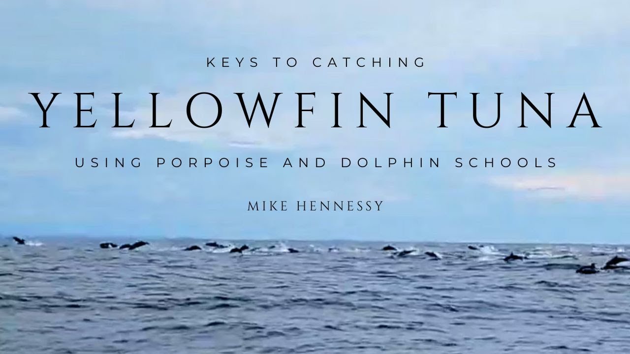 How to Fish Porpoise Schools for Yellowfin Tuna | In The Spread