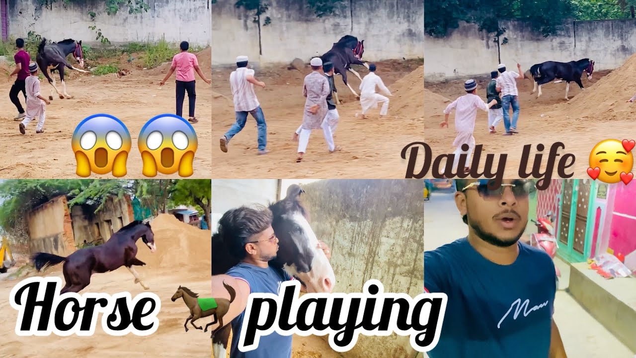 HORSE 🐎 PLAYING IN GROUND 😱|| DAILY LIFE🙌🏻#circle6 gay aaj #vlog #hyderabadvlog # daily routine ￼