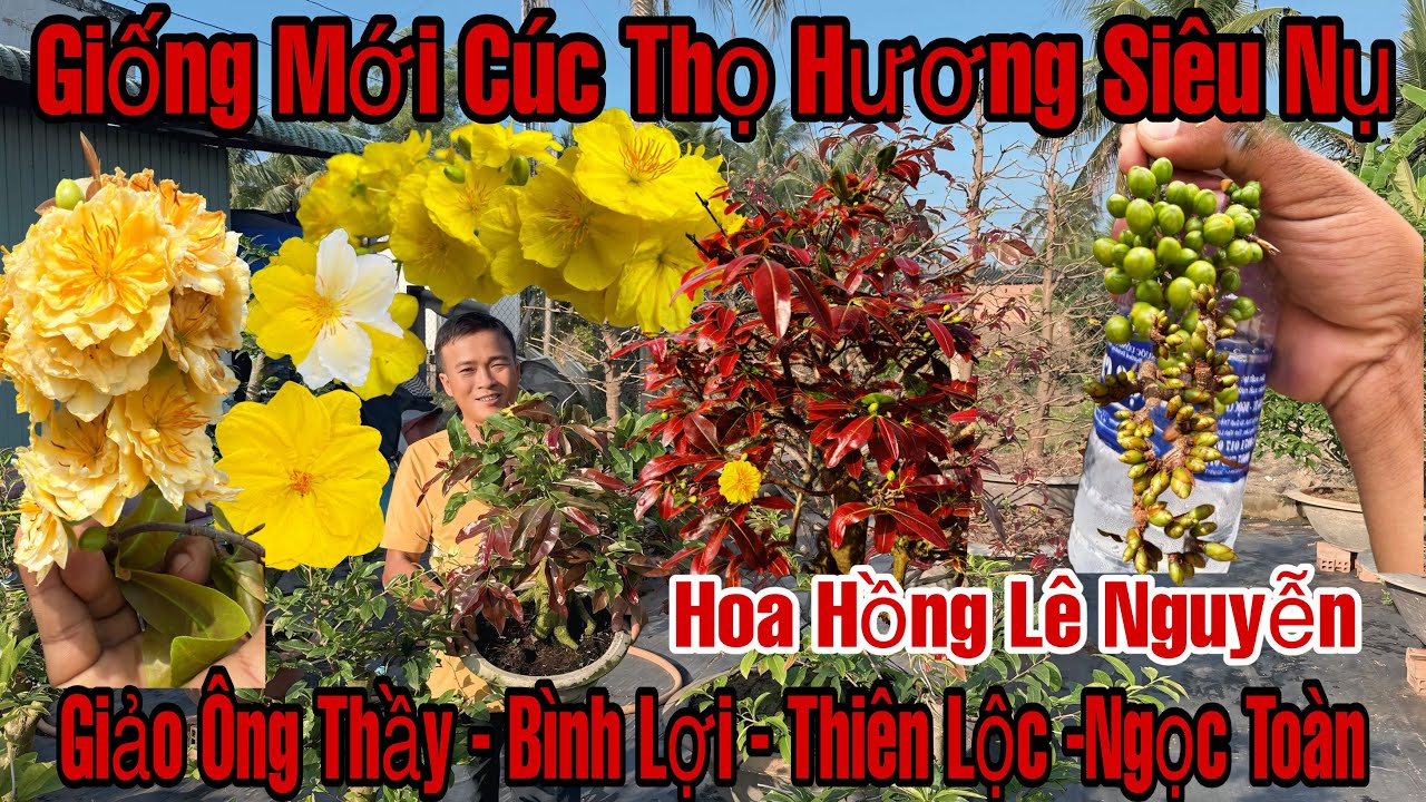 Mùng 5☎️0911531741☎️🌲Mai Vàng Giá Rẻ🌲Giảo Ông Thầy-Giảo Như Ý-Thiên Lộc-Ngọc Toàn-Bình Lợi…🌲