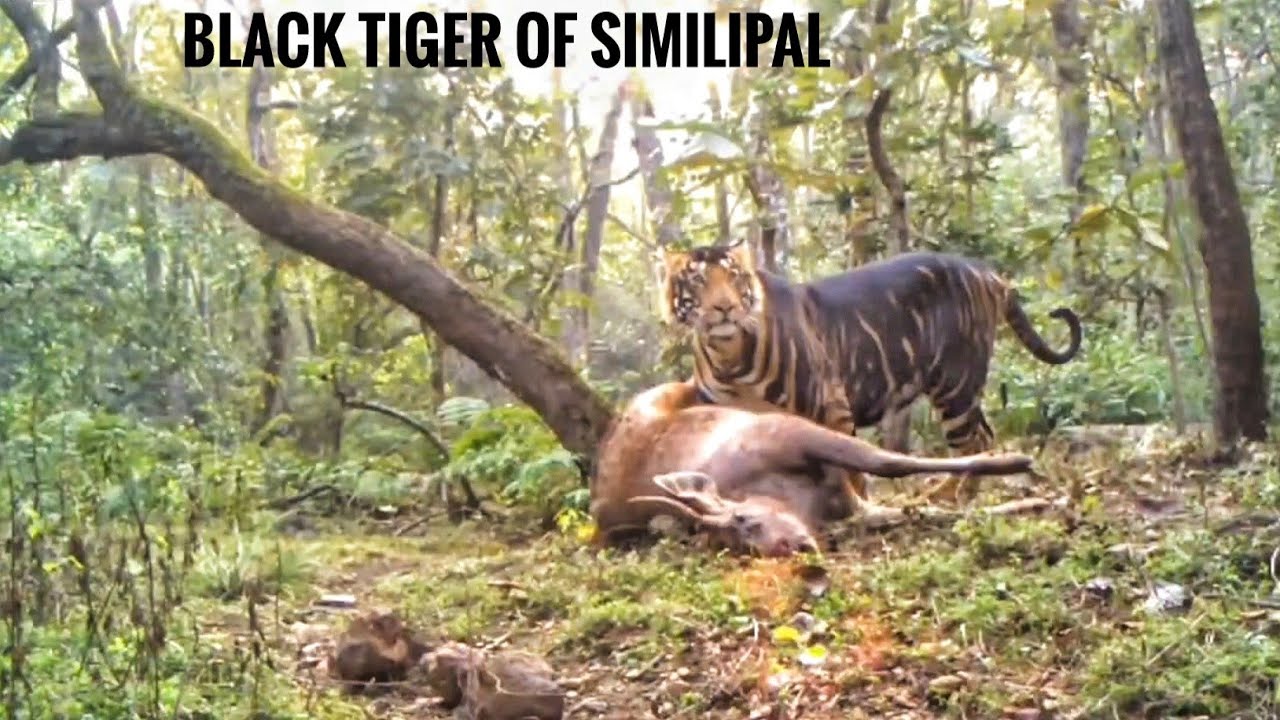 Melanistic black tiger pulling a sambar in Similipal national park