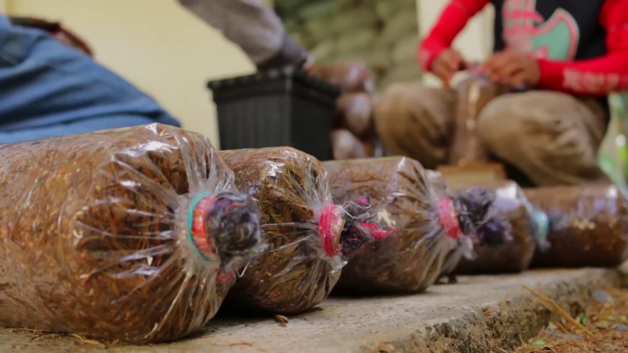 Mushroom Production: Mushroom substrate production