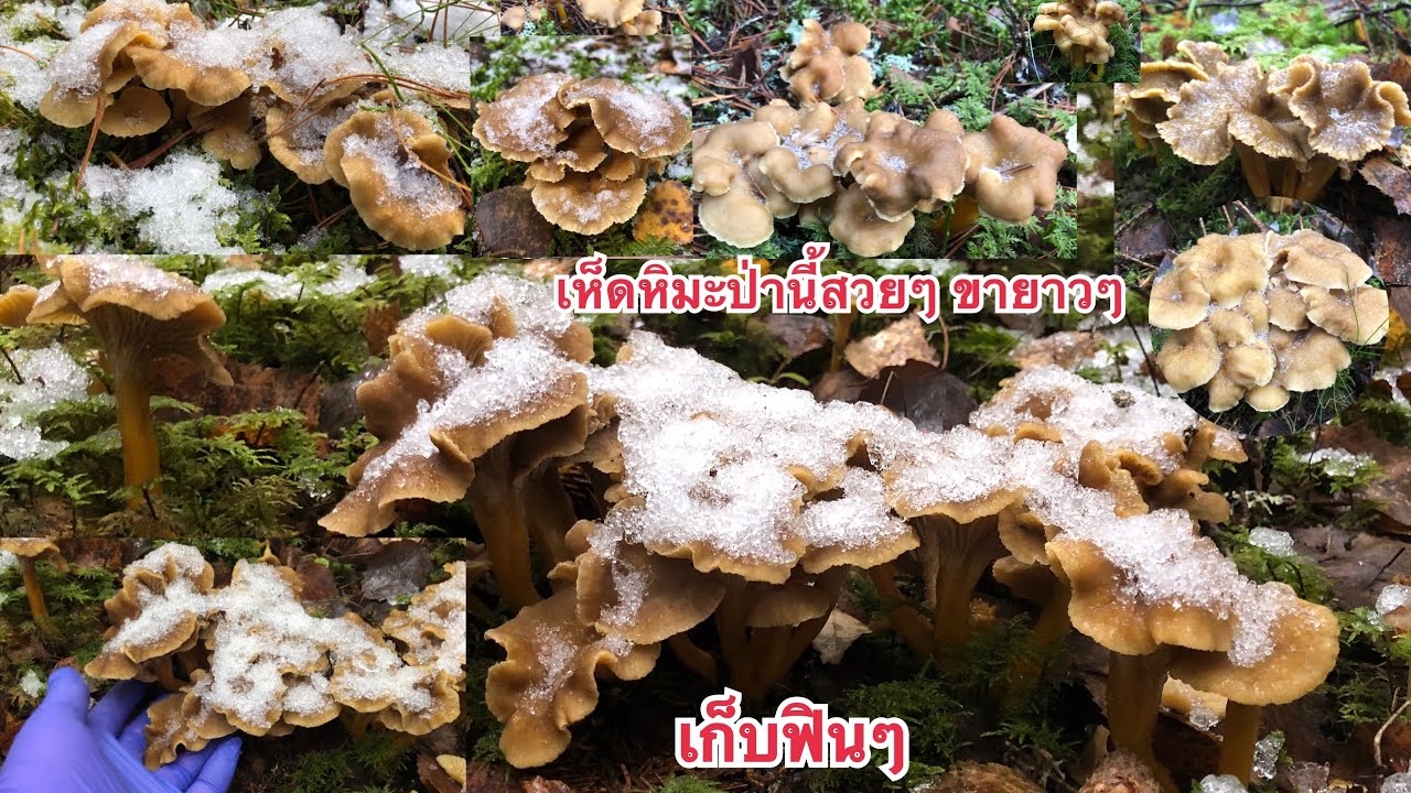 🍄8/11/19🍄 เก็บเห็ดหิมะป่านี้สวยงาม ขายาวๆ 🍄Mushrooms🍄
