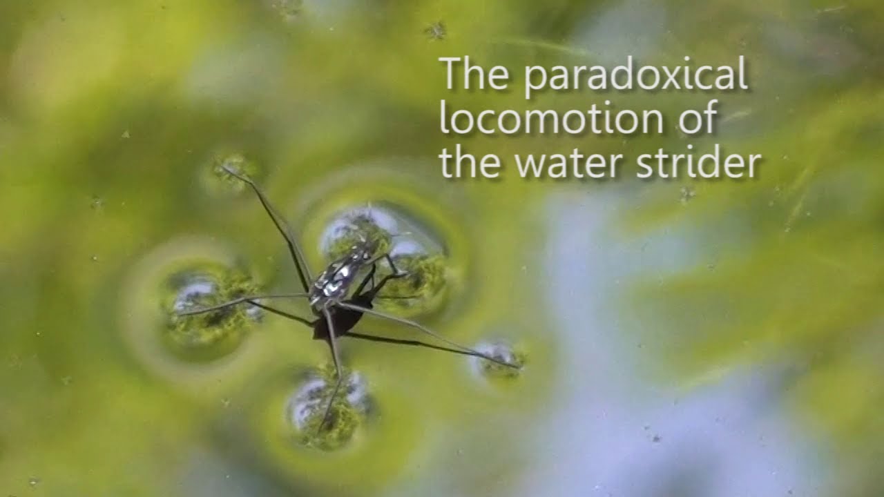 The paradoxical locomotion of the water strider