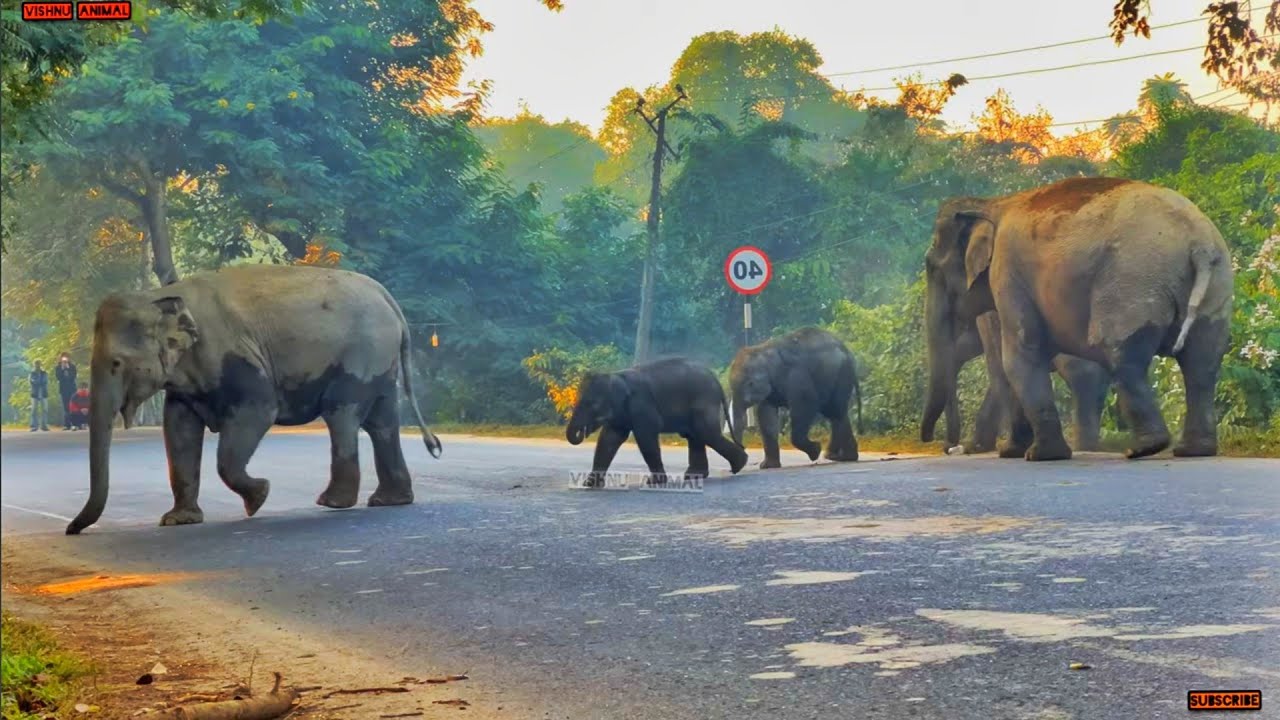28 January 2026 #assam #animals #wildlife 