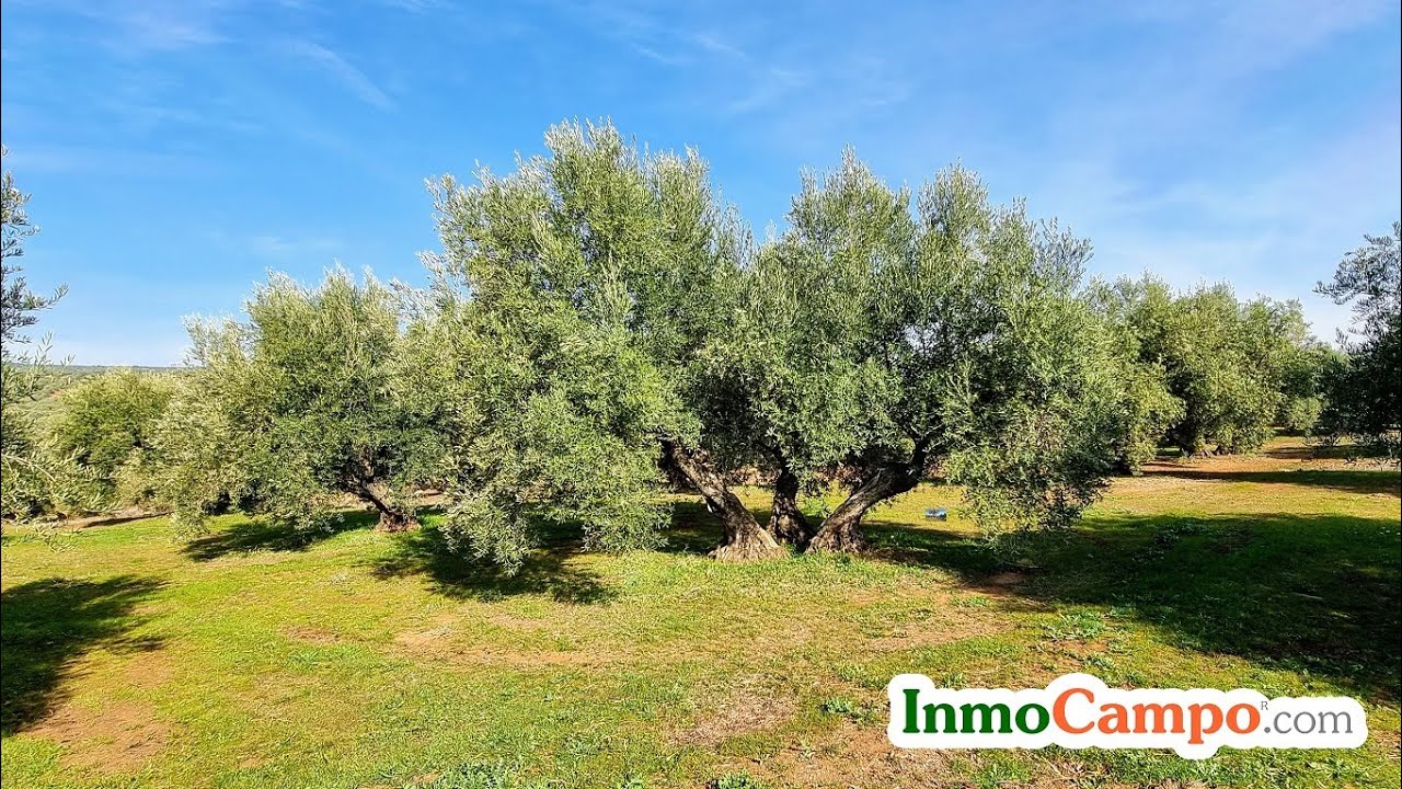 Venta olivar en Santisteban del Puerto, Jaén