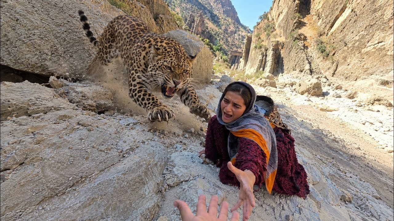 🐆⛰️ Zeinab&rsquo;s Battle with a Leopard in the Zagros Mountains | Surviving Life in Harsh Conditions! 😱🔥