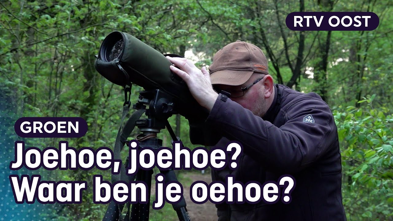 Op zoek naar de grootste uil ter wereld in een bos in Overijssel: de oehoe | Oost