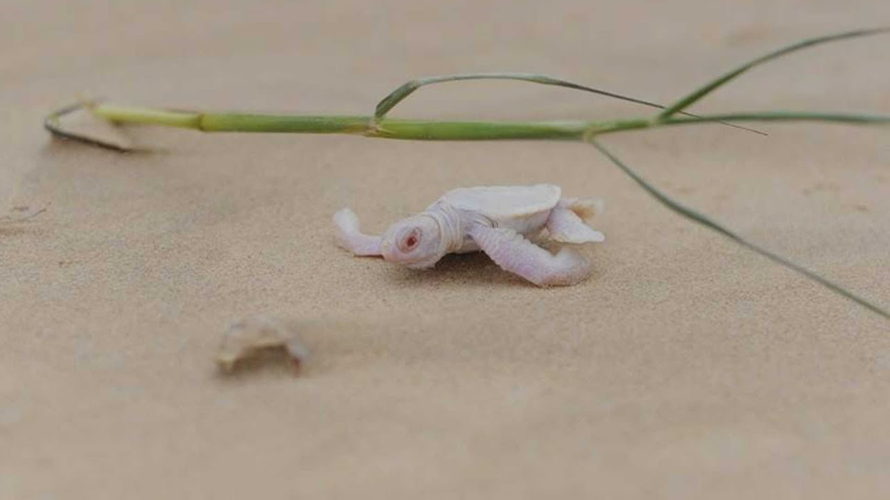 Rare Albino Turtle Found In Australia