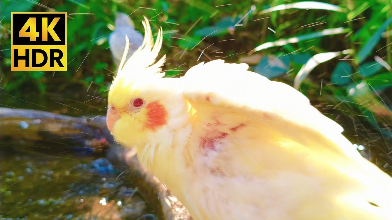 Refreshing Bird Bath: Golden Lutino Cockatiel Singing by the River (1 Hour Ambience)