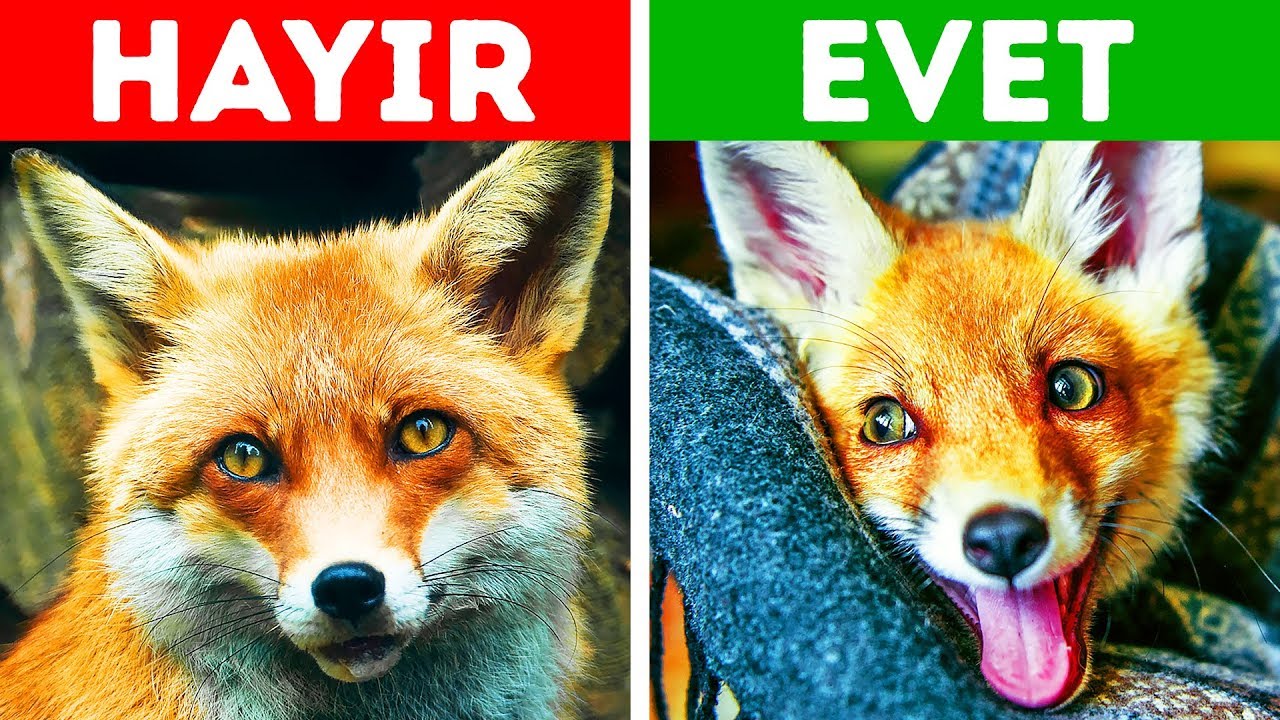 Evde Besleyebileceğiniz 10 Egzotik Hayvan