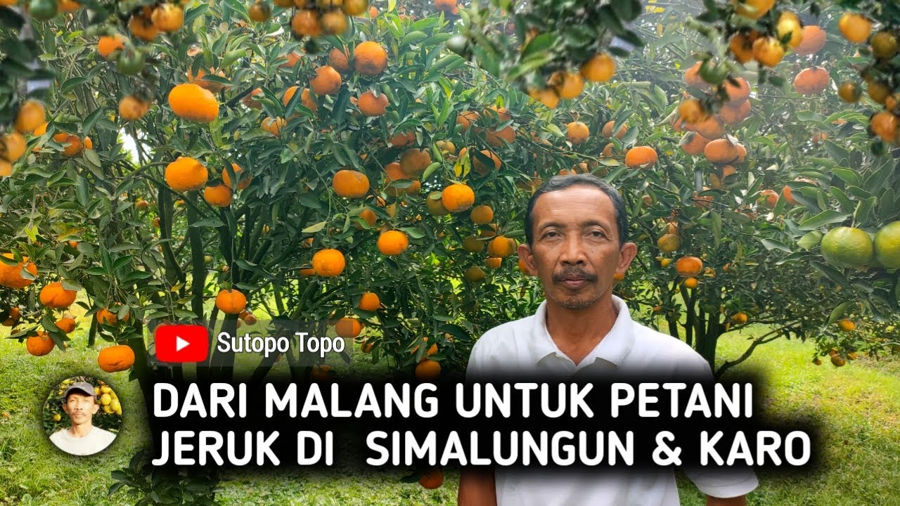 5 TINDAKAN BERSAMA MENANGANI WABAH CICIT (LALAT BUAH) PADA JERUK DI KAB. SIMALUNGUN DAN KARO