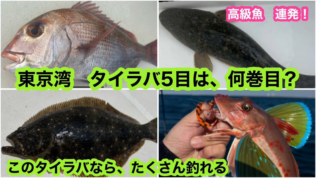 東京湾　高級魚　タイラバ5目　何巻目でヒット⁉️これなら、たくさん釣れる‼️マダイ・ヒラメが、、