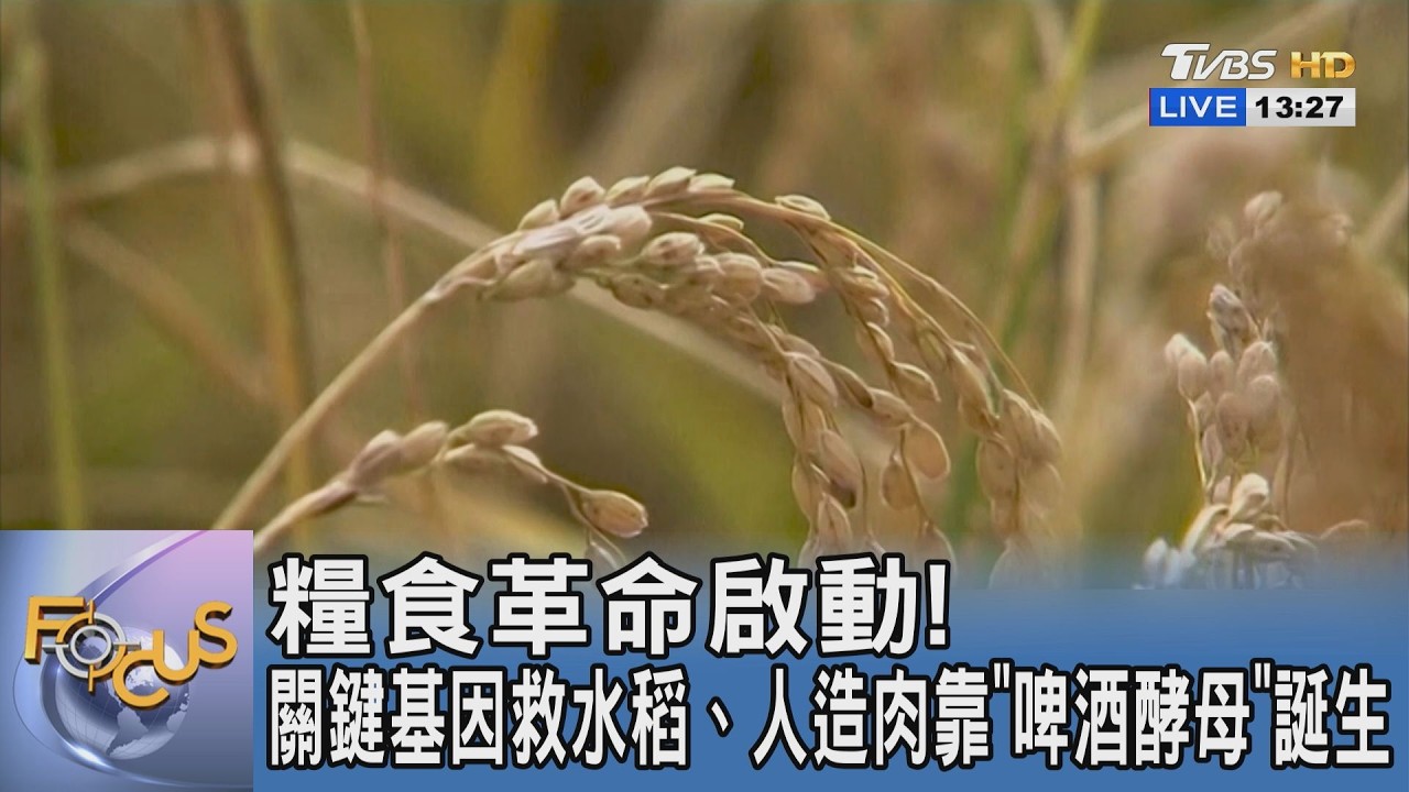 糧食革命啟動! 關鍵基因救水稻、人造肉靠「啤酒酵母」誕生｜FOCUS午間新聞 20260309 @tvbsfocus
