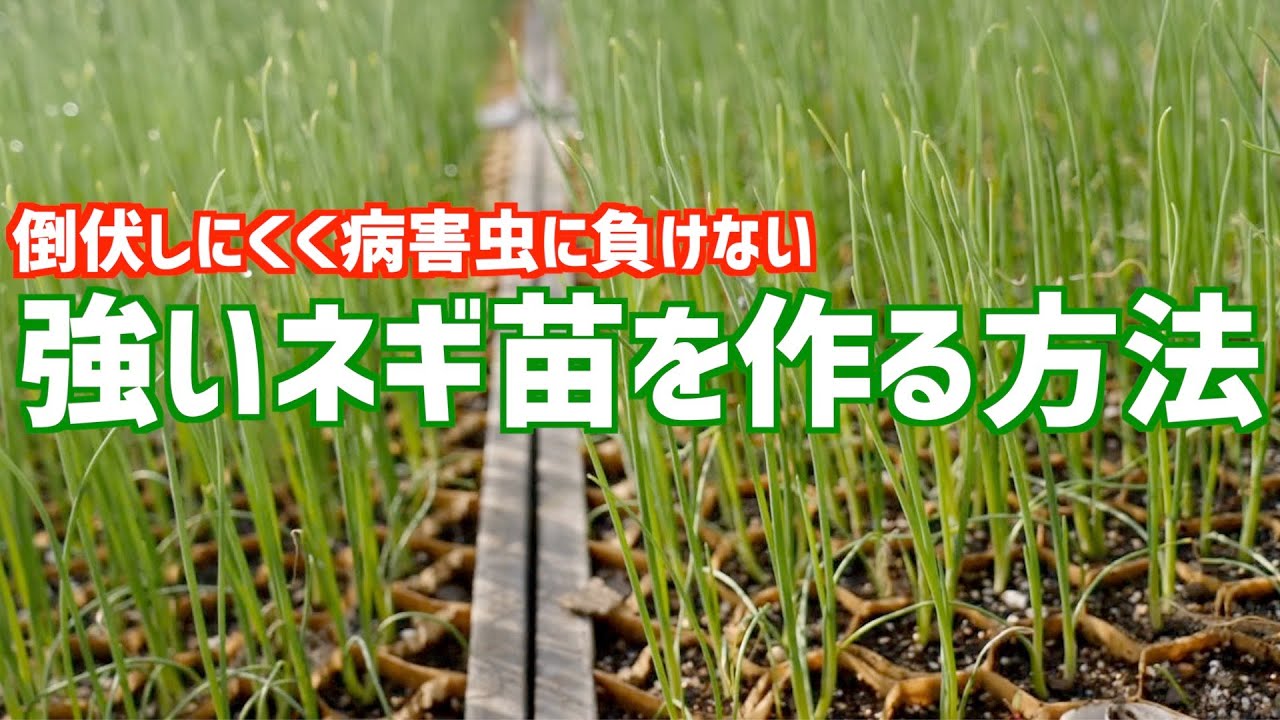 えっ?苗にストレスを与えるの?この作業は絶対にやってください!ネギ苗を強くする方法。