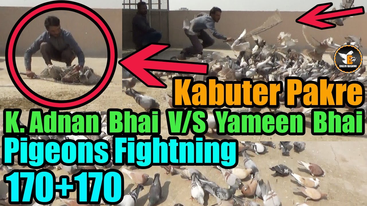 Khalifa Adnan Bawarchi V/S Yameen Bhai 170+170 New Gola Pigeons Fighting Larrayya | Catching Pigeons