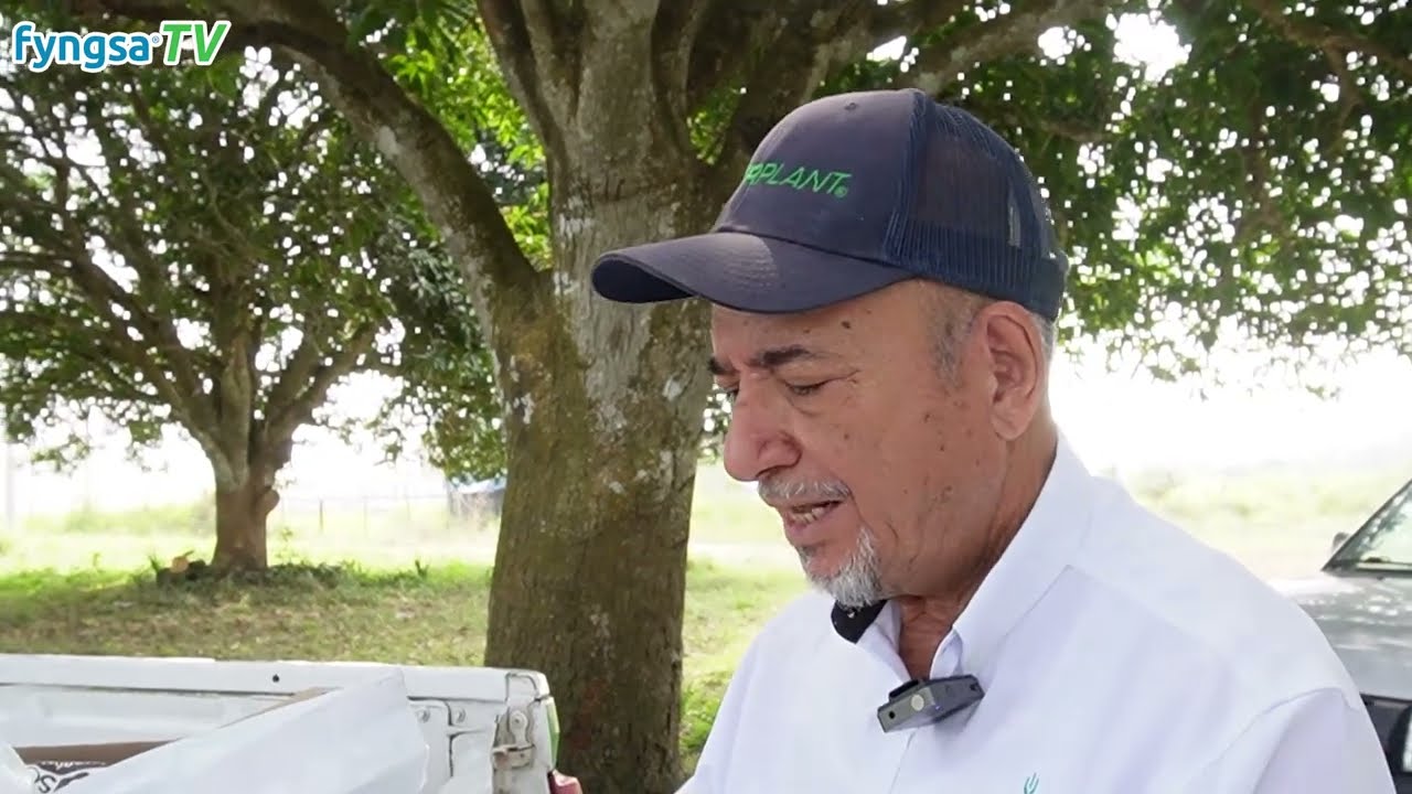 Paquete foliar fyngsa® para el desarrollo y crecimiento de la Caña de Azúcar