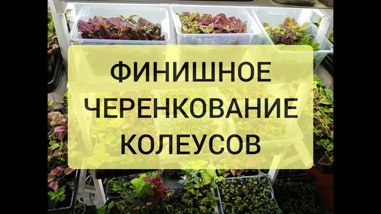 ФИНИШНОЕ ЧЕРЕНКОВАНИЕ КОЛЕУСОВ