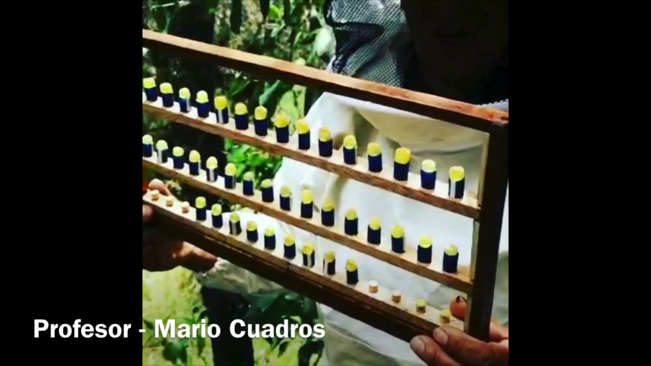 Apicultura de Punta - Crianza de Abejas Reina