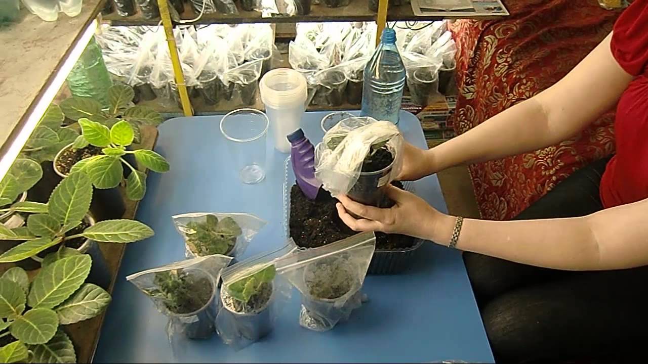 🌼ПЕРЕСАДКА ДЕТОК ГЛОКСИНИЙ ! И Закаливание🌼🌱How to grow gloxinia part №31