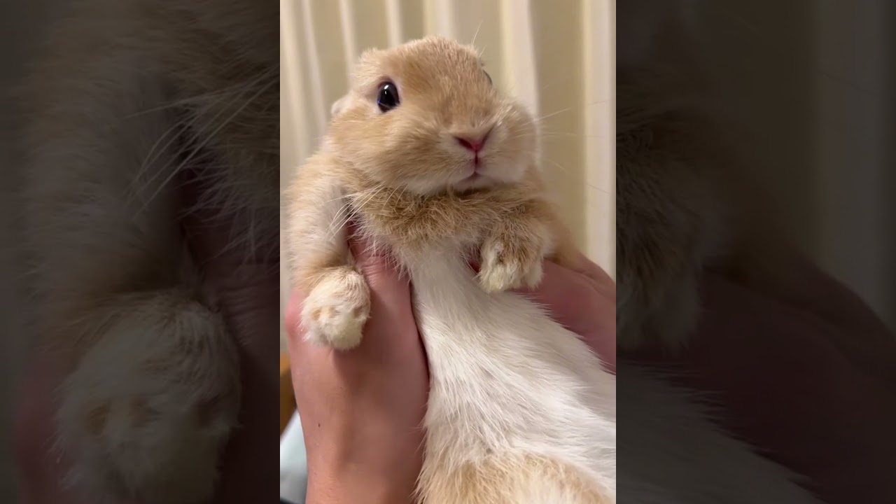 Funny Bunny Twitching Nose | Rabbit Video | Rabbits On Internet | #shorts | #ytshorts | Paws and Fur