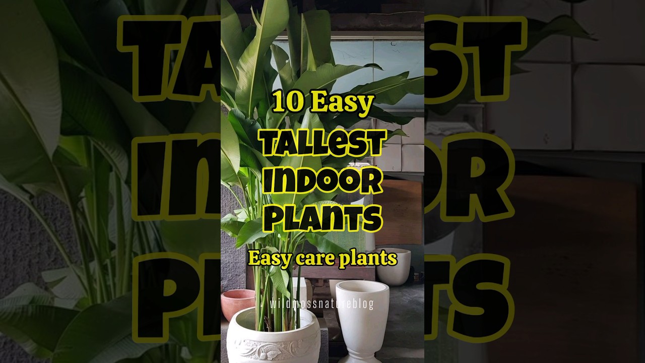Best tallest indoor plants / tall plants for home #shortvideo #shorts #houseplants