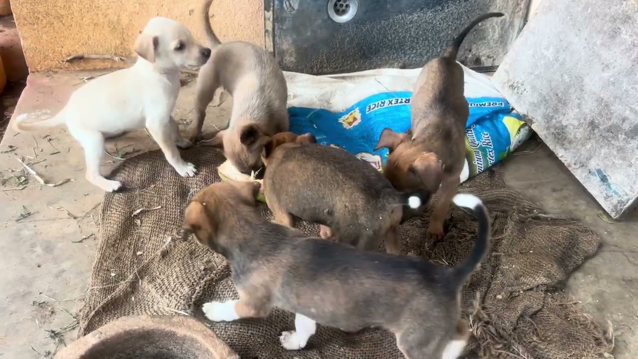 Puppies eating coconut 🥥 #puppies #animals #shorts #videoes #natureisamazing #peaceofmind 