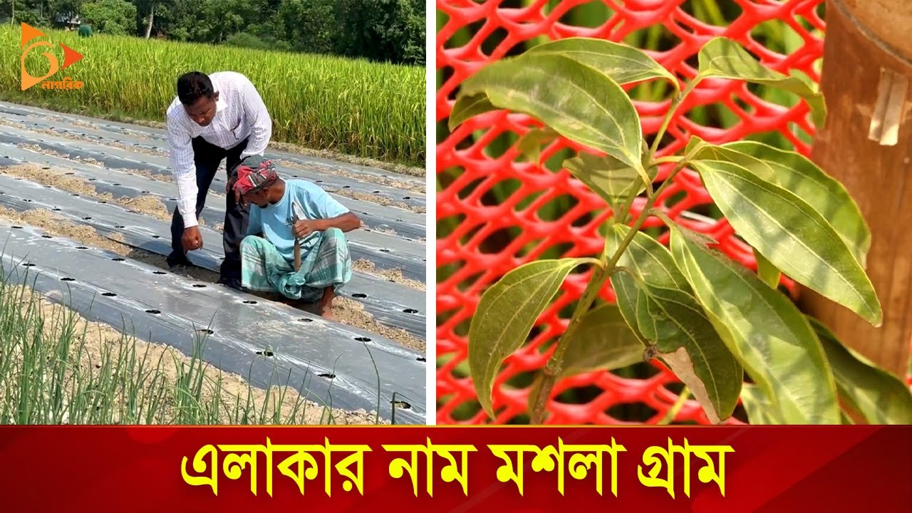 কুষ্টিয়ায় মশলার ঘ্রাণে ঘুরে দাঁড়ানো গ্রাম | Kushtia | Nagorik Tv Special