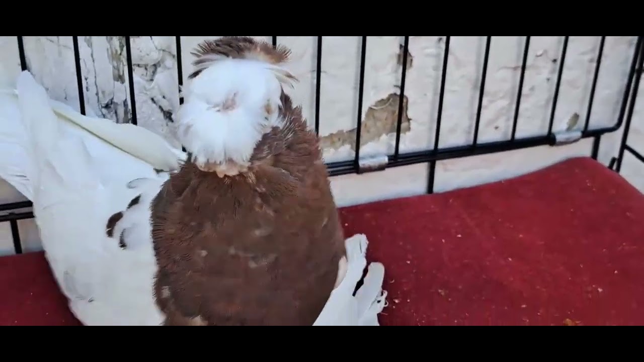 Kabutar tomoshaga Fargonadan #pigeon #shortsvideo #golubi #golekabootar #kabootar #golekabootar