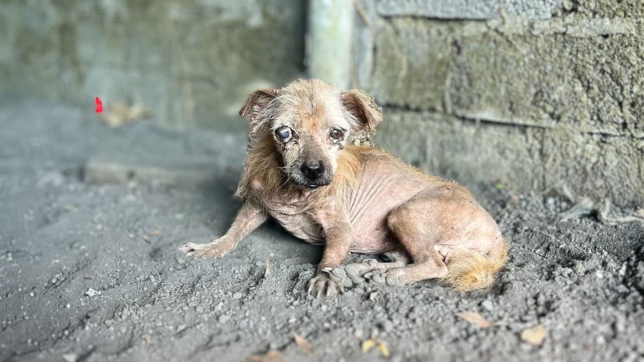 The blind dog thought his owner would return, he kept waiting and then collapsed