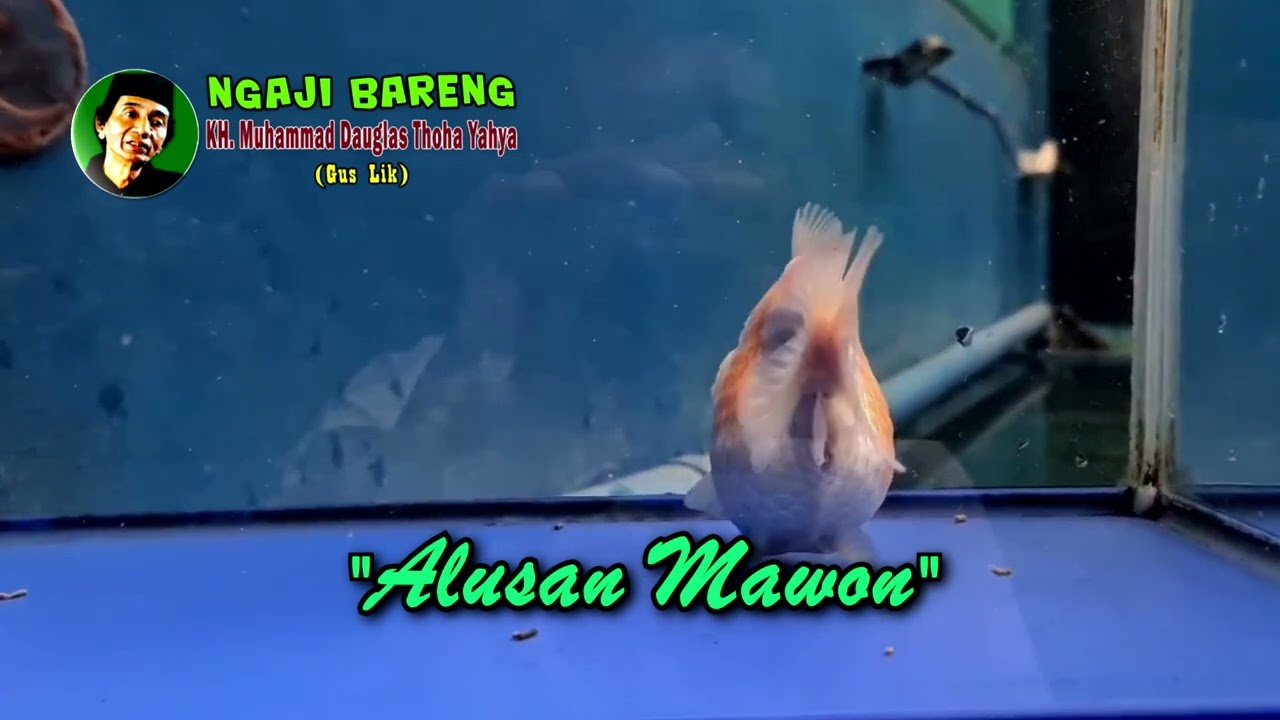 Alusan Mawon - Pengajian Gus Lik Jamsaren Kediri