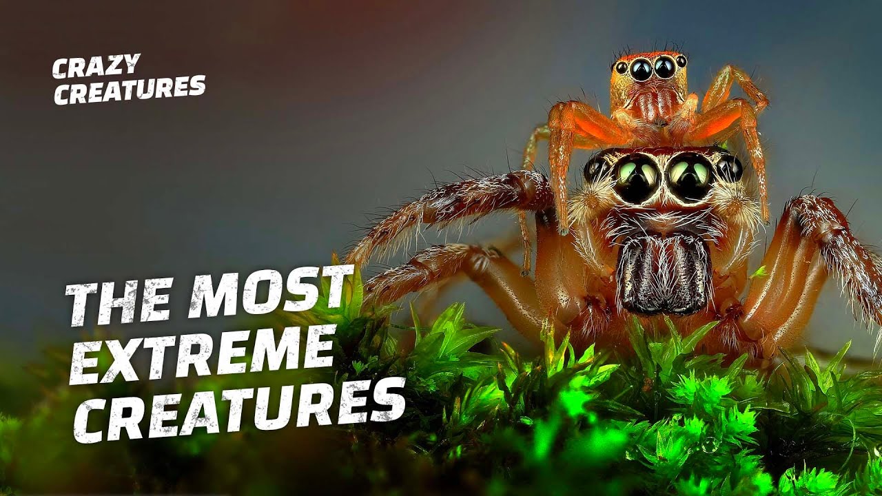 The Most Extreme Creatures On Earth