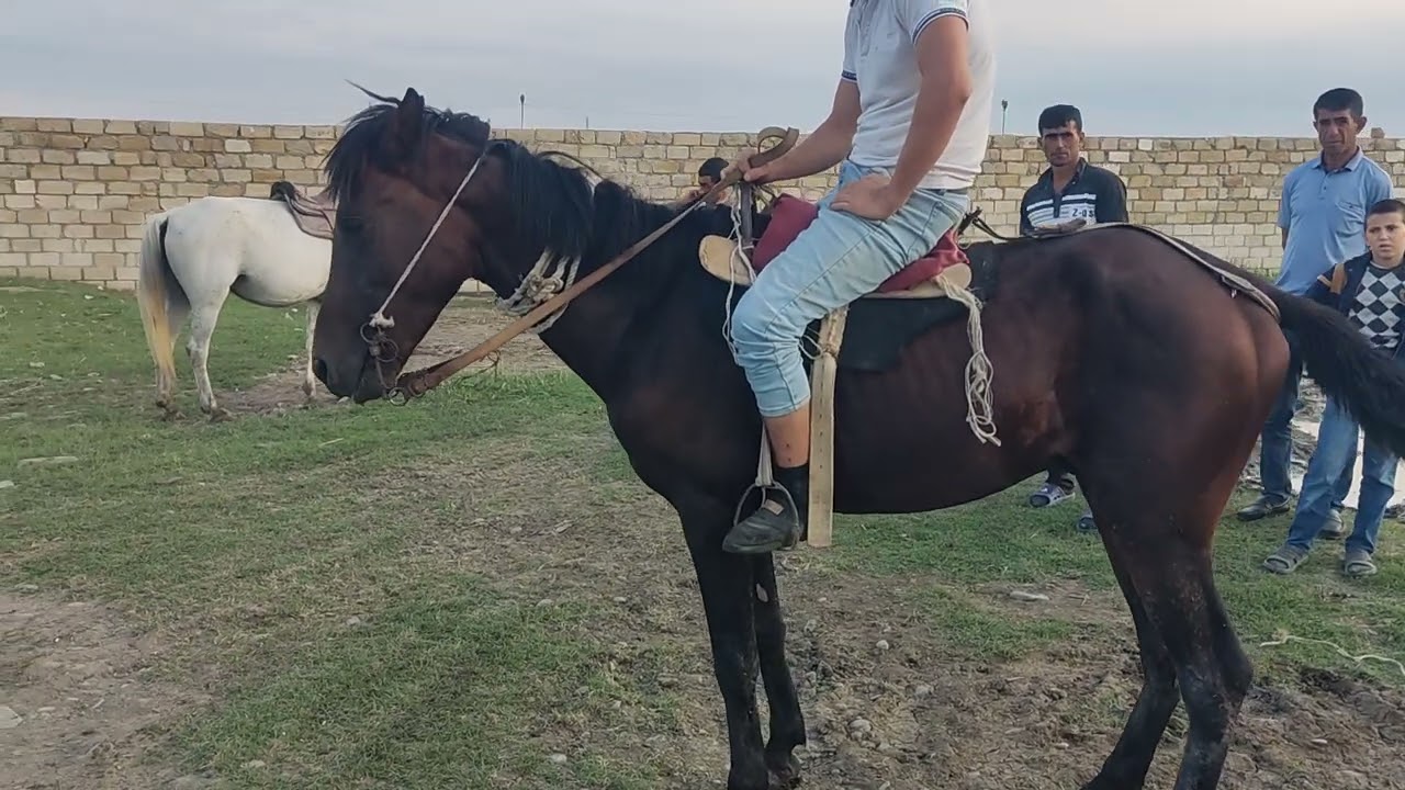 Bərdə at bazarl 02.08.2024.050.571.71.57