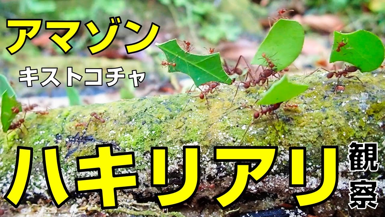 【密林探検】アマゾンの密林で発見！自給自足するアリたちの驚異の生態系｜『巨大地下帝国』の謎に迫る