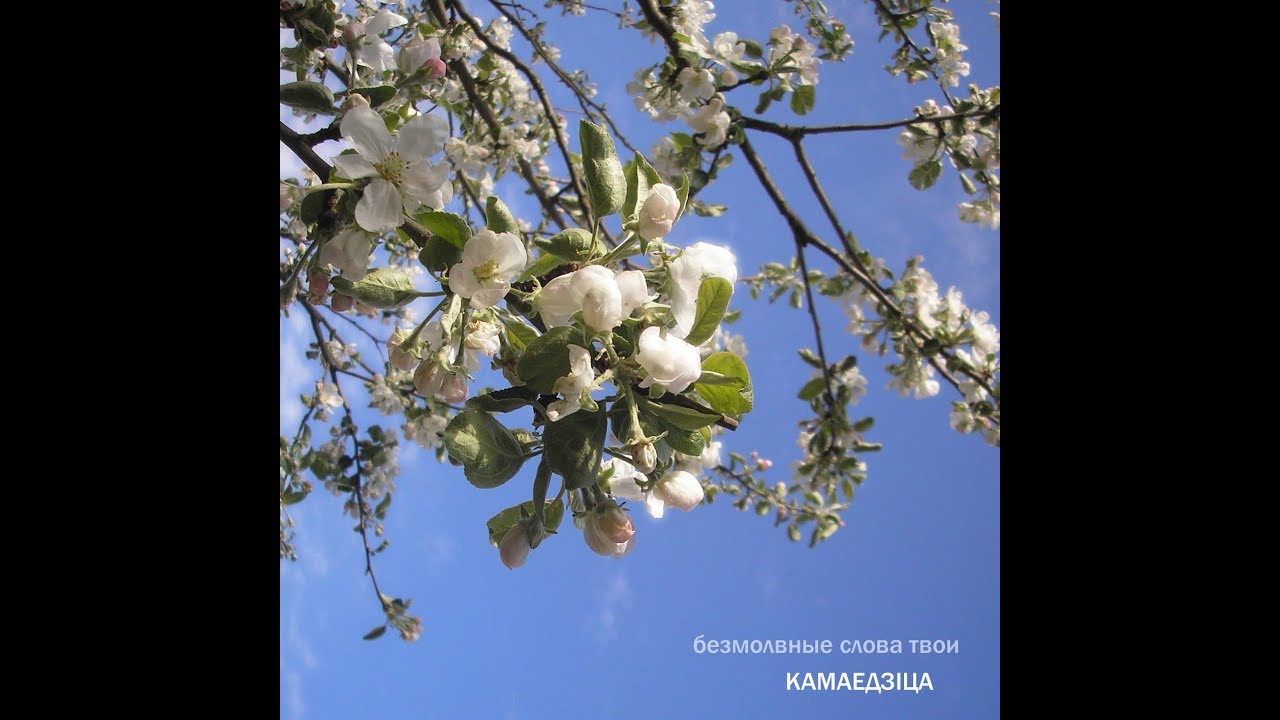 Камаедзіца - Уставшее одиночество (Subtitulado - CC)