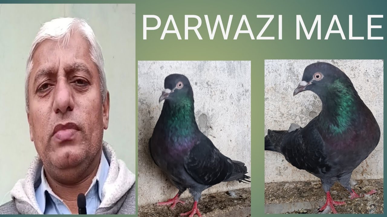 BIRDS LOVERS.. SHEIKH SHAHBAZ.