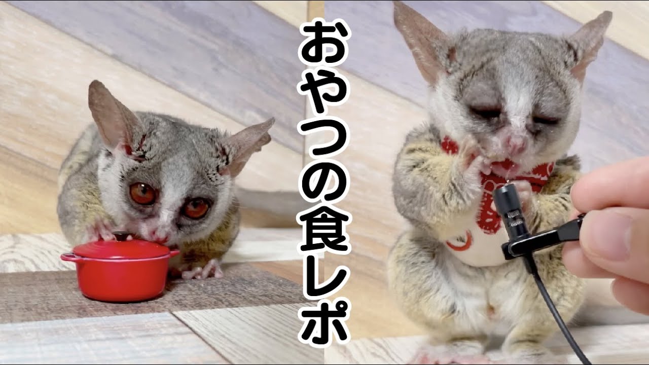 【咀嚼音】食レポ / ASMR eating / Pizzatoru the Bushbaby / ショウガラゴのピザトル