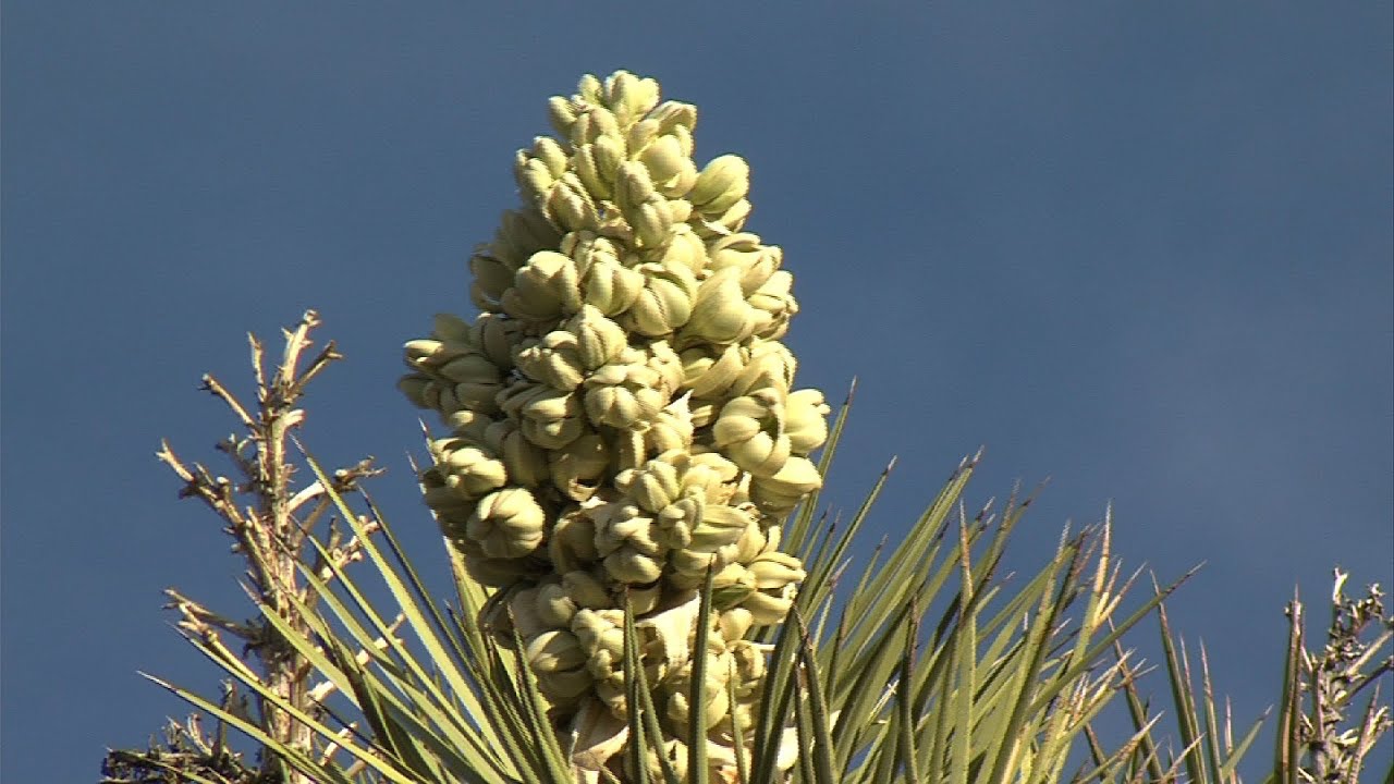 Historic Joshua Tree Bloom: What's the Cause?