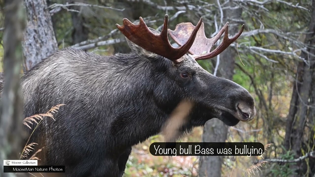 Bull Moose in the Rut, It Can get Crazy - Part 2 #moose #alaska