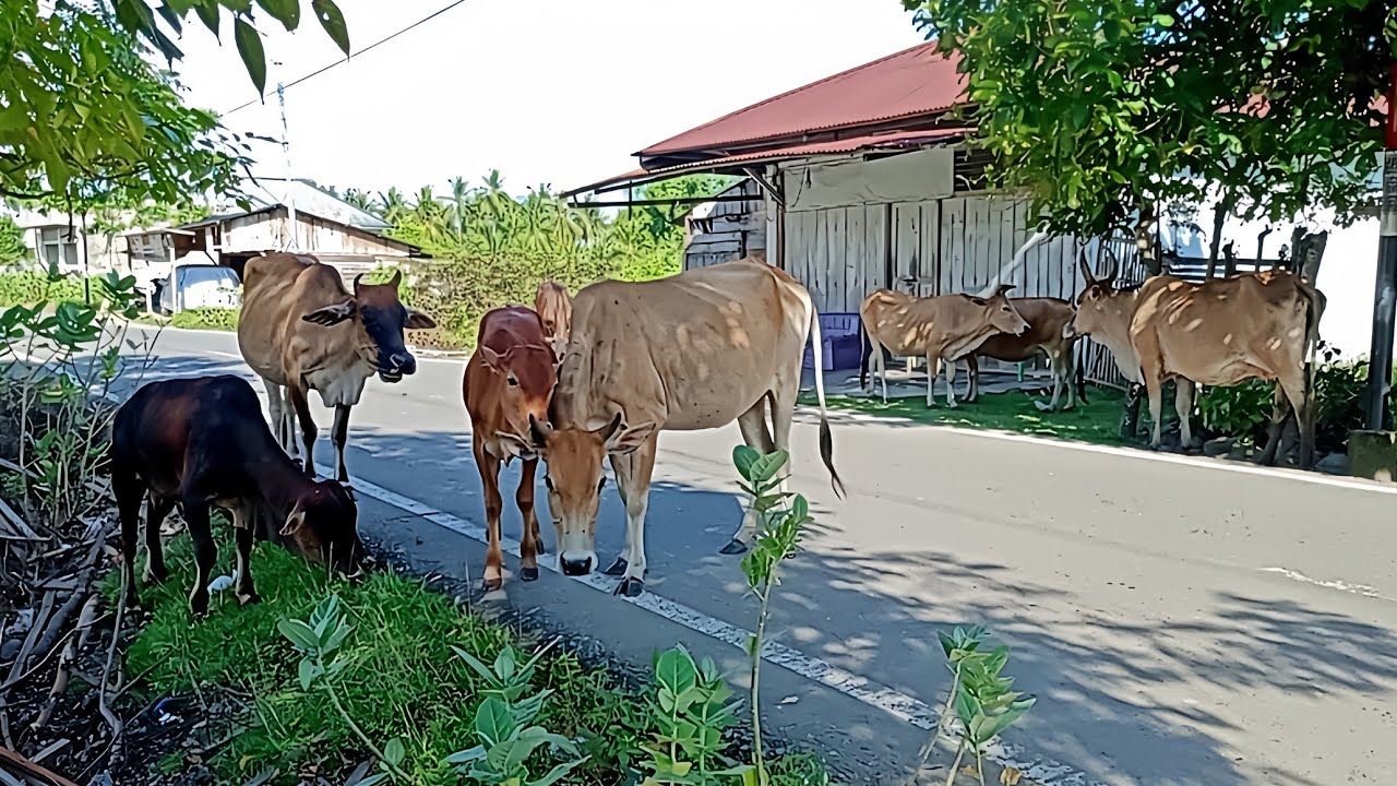 The Simetal cow's mother, Bahrma and the Simatal and Barhma cows are unique and cute