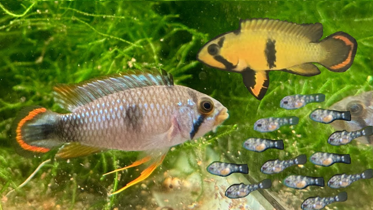 Breeding Apistogramma Panduro | Full Guide