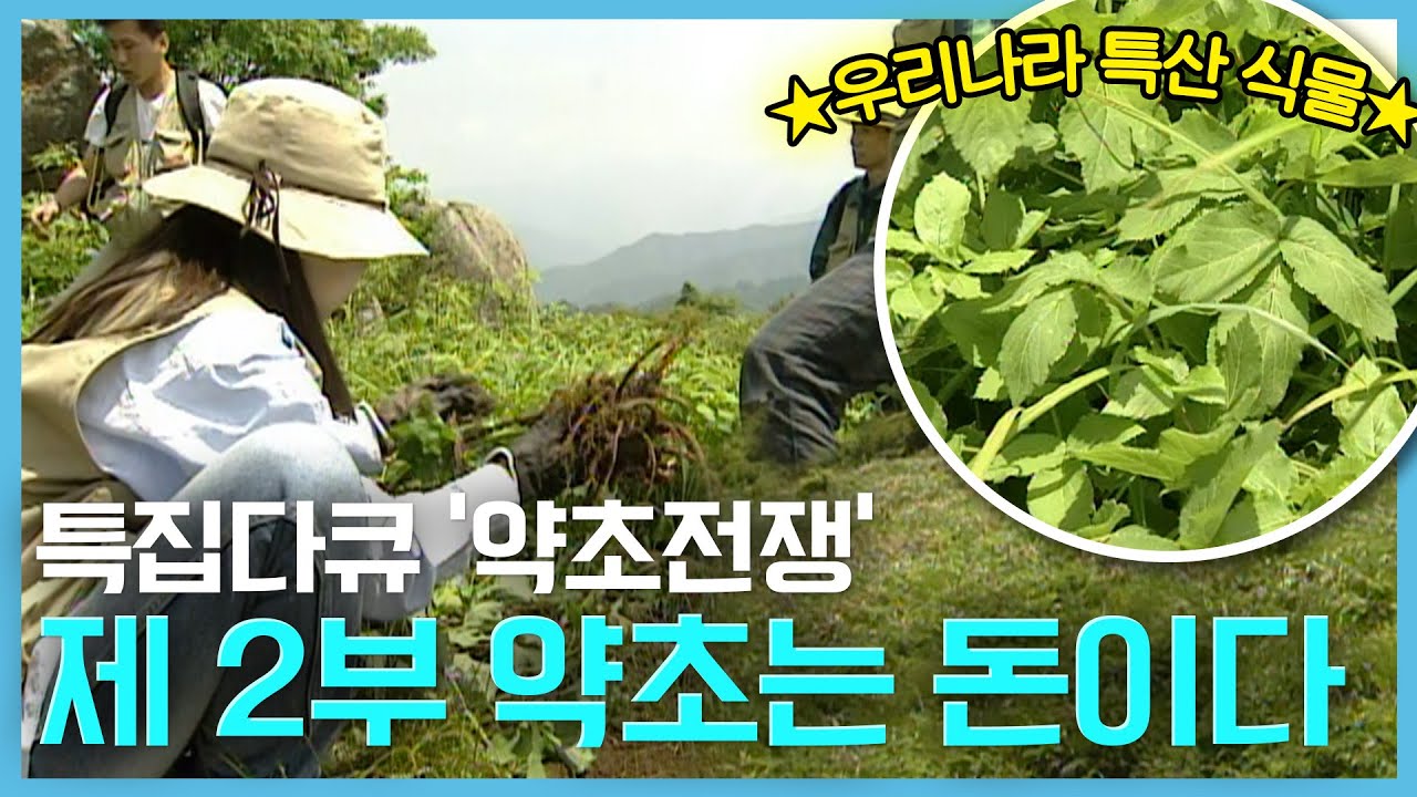 [특집다큐 약초전쟁] 제 2부 '약초는 돈이다'