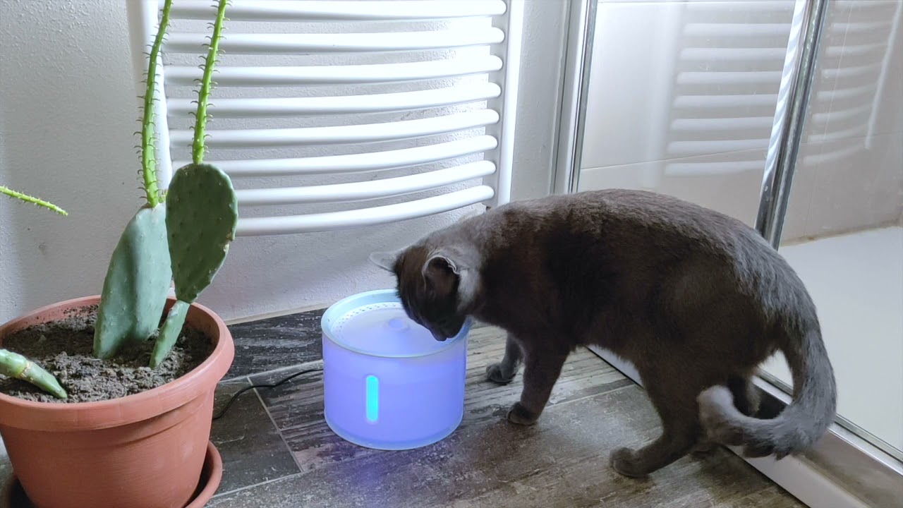 Distributore Automatico di acqua per cani e gatti