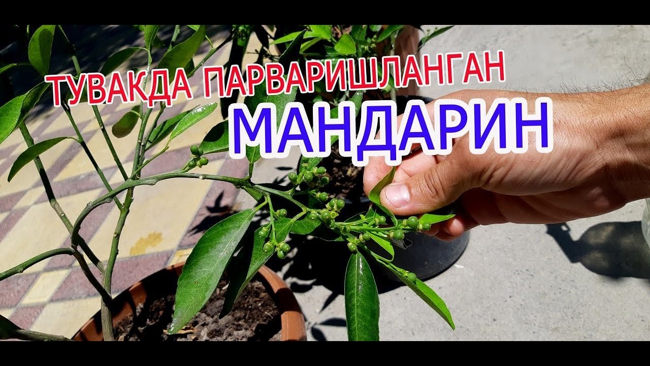 Мевали мандарин кўчатларимиз. Тувакларда парваришланган.                        (99) 700 40 40